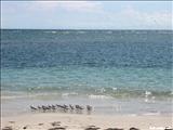 Punta Ballena - GUÁNICA